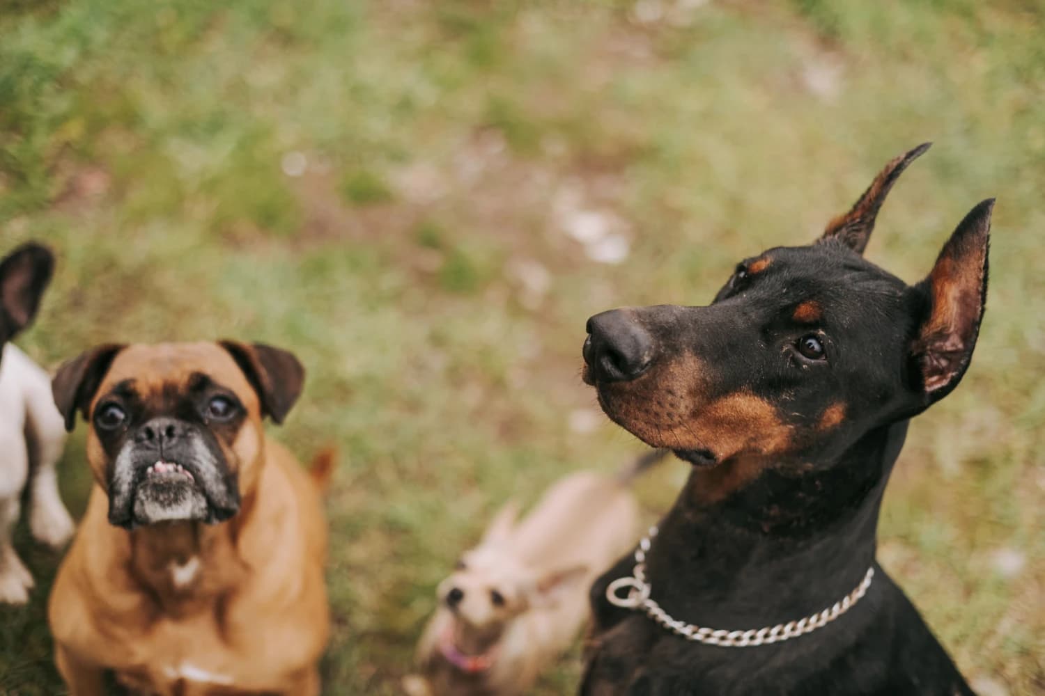 Aufmerksame Hunde genießen gemeinsam ihre Zeit im Freien