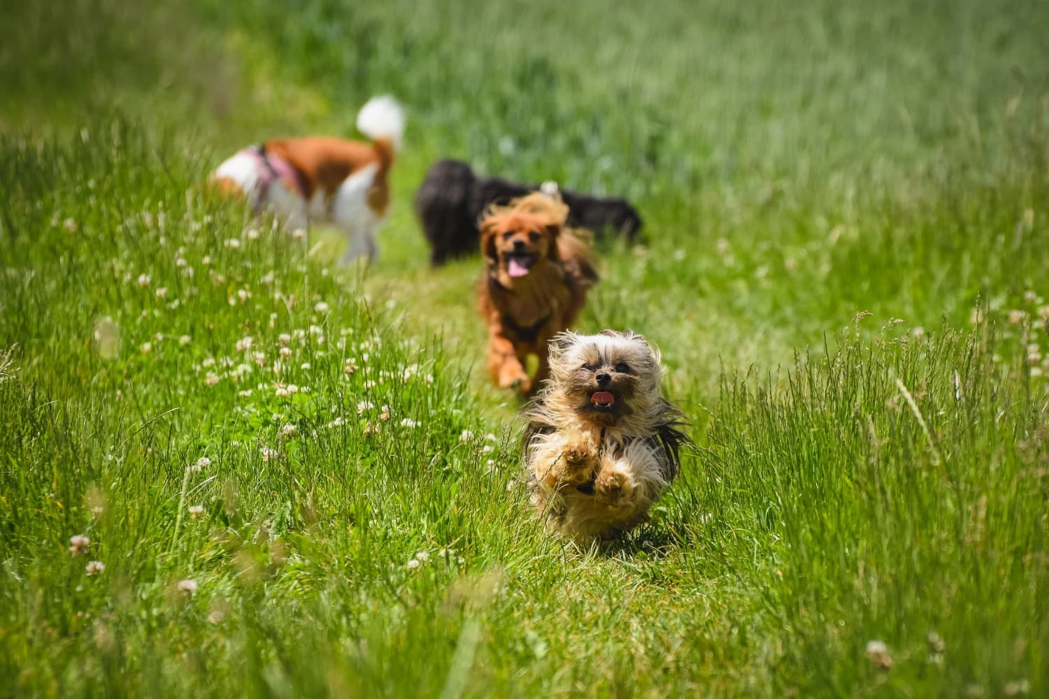 Eine kleine Hundegruppe läuft gemeinsam durch eine grüne Wiese